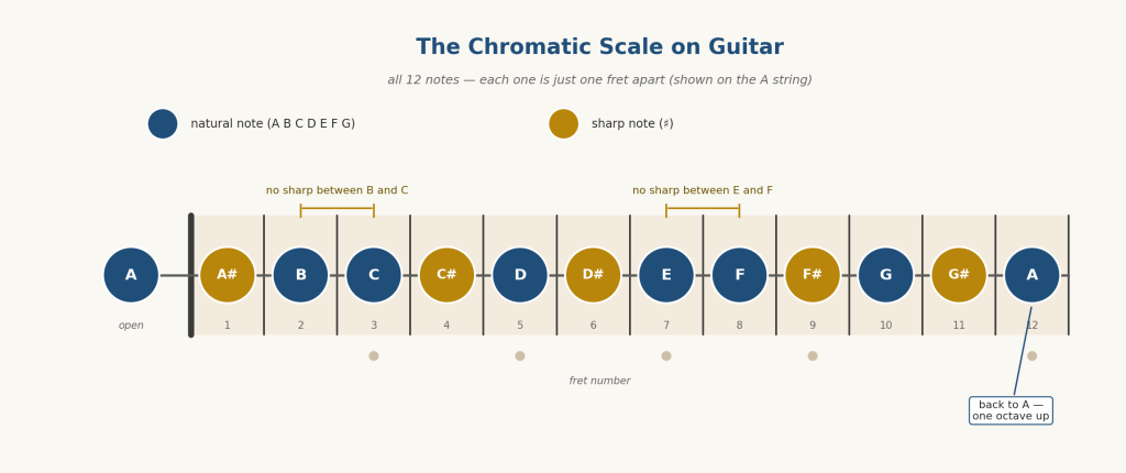 Diagram of the chromatic scale on a guitar's A string, showing all 12 notes from A to G sharp ascending one fret at a time, with natural notes and sharp notes color coded.