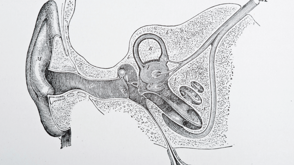 Anatomy of the Ear